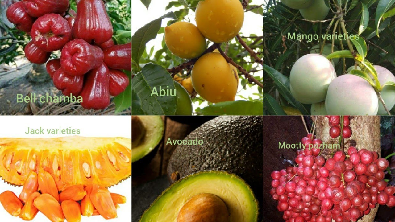 Fruit Plant VarietiesAvailableMariyaGardens Perumbavoor(കേരളത്തി