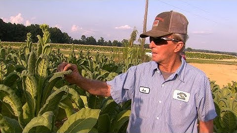 Farmers Continue Struggles with Dicamba