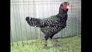 Tuzo Cuckoo, Tuzo Gesperbert, Bundessiegerschau 2013 Dortmund