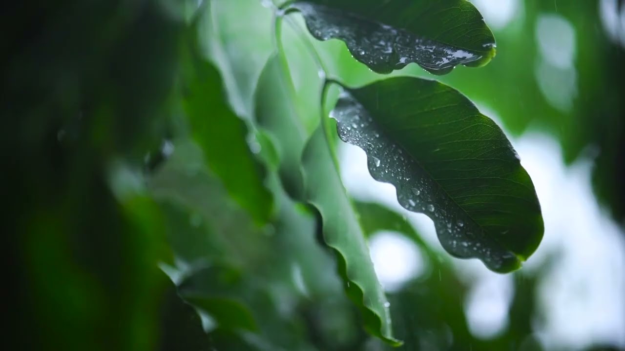 Close-Up of Rain Falling on Leaf Canopy — Serene Nature Visuals Without Sound