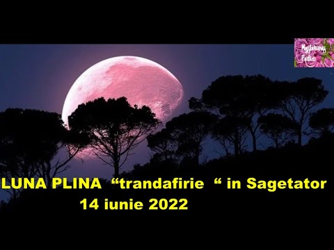 LUNA PLINA “trandafirie “- in Sagetator din 14 iunie