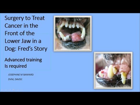 Surgery to treat cancer in the front of the lower jaw in a dog:  Fred&rsquo;s story