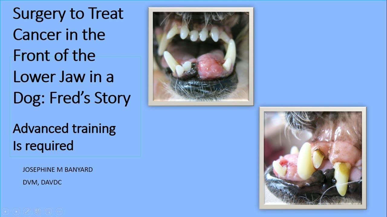 How Long Can A Dog Live With A Mouth Tumor