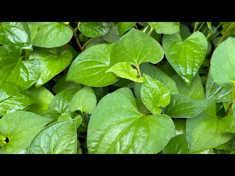 Công dụng, cách dùng, cách trồng rau dấp cá| Houttuynia cordata thunb (Fish mint) Harvesting | Foci