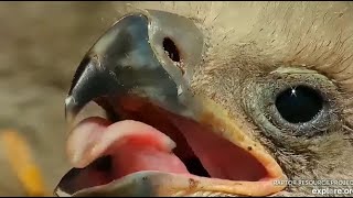 Decorah Eagles ~ STUNNING Close-ups \& Detail On Decorah Eaglets!  💕💖💕 4.21.20