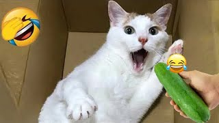 New Funny Animals😹🐶Best Funny Dogs and Cats Videos Of The Week😍