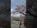 Начало цветения сакуры в Корее 🌸🌸🌸
