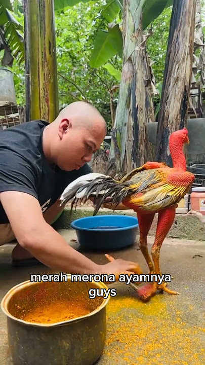 sigundul dan ayam saigon gundulnya