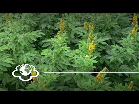 Video: Common agrimony - korisna svojstva, kontraindikacije i značajke primjene