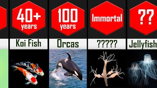Lifespan Comparison : Longest Living Animals on the Planet by Amazed 5s 432 views 1 year ago 3 minutes, 20 seconds