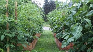 2013 Organic Garden Review (raised Beds & Square Foot Gardening)