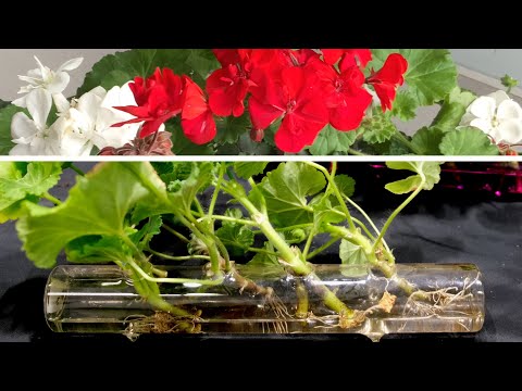 Video: Pelargonium Ose Geranium