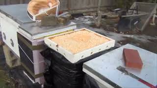 November Beehive Dead out Inspection