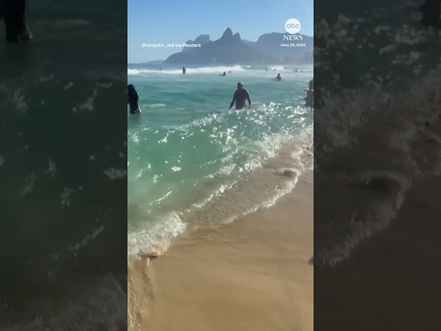 Penguin joins swimmers at the beach in Rio