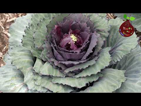 Video: Capture Cabbage Care: una guida per coltivare Capture Cabbage