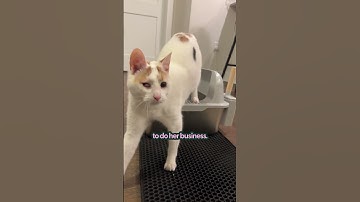 Why I Switched To A Stainless Steal Litter Box | The Pack