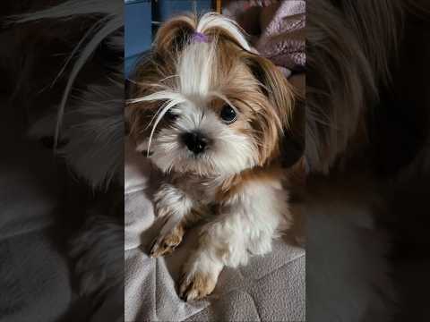 勇者 飛竜頭 がんも つぶれがんも ～FlyingDragonHead～  #犬 #シーズー #犬のいる暮らし #ふわもこ #もふもふ #かわいい #わんこ #dog #がんも #赤い彗星 #AI