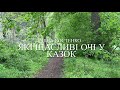 Ліна Костенко Які щасливі очі у казок Ліна Костенко Які щасливі очі у казок