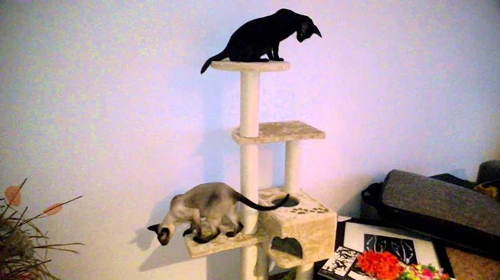 Watch the video about Lovely oriental cats meet a new home.