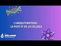 Episode N 4 L Ubiquitination mp3