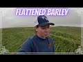 1 5 INCHES Of Rain FLATTENS Our Barley 1 5 INCHES Of Rain FLATTENS Our Barley