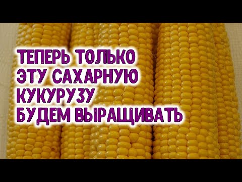 Video: Biljke za uzgoj uz kukuruz: koje su biljke dobre za kukuruz