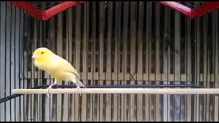 Download Lagu kenari gacor isian blactroath MP3