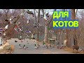 видео для кошек