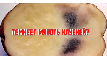 Причины потемнения мякоти клубней картофеля