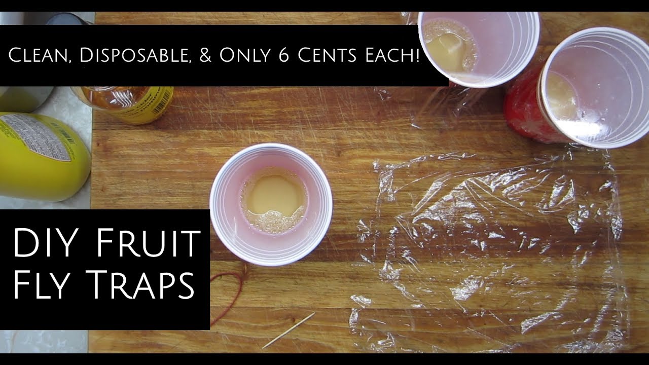 Fruit Fly Traps For Six Cents Each Common Household Ingredients YouTube