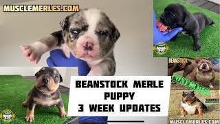 Muscletone’s Beanstock X Muscle Merles SHAMERLE 3wk old Merle American Bully Puppy Updates