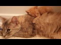 Heartbroken Cat Finds Happiness When She Becomes Mom to Orphaned Kitten In Need of Love