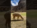 Mrs. Roadworthy in Peru #travel #worldwonders #peru #machupicchu