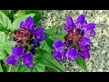 真夏の六甲高山植物園 の動画、YouTube動画。