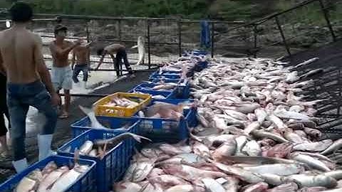 Hồ Ayun hạ - Cảnh bắt cá trên hồ Ayun Hạ - Gia Lai