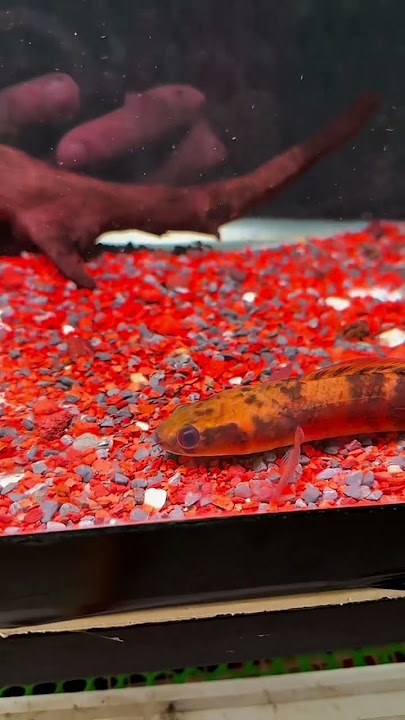 https://vt.tiktok.com/ZSBp6J91R/ #cabaymau #guppy #aquarium #channa #caloc #caloccanh #calocvayrong