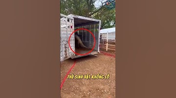 VUA CỦA NHỮNG CHIẾC SỪNG? #dongvat #facts #animals #shorts #cow