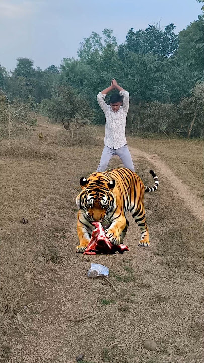 tiger attack 🐯🐯🐯 #shorts #youtubeshorts #animals #trending #jungle #viral #video