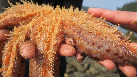 Critters on Kuiu Island Intertidal Zone, Alaska