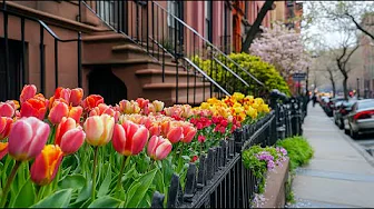🌸 Spring Walk Down 5th Avenue | Cherry Blossoms & Mansions | 4K 🌸