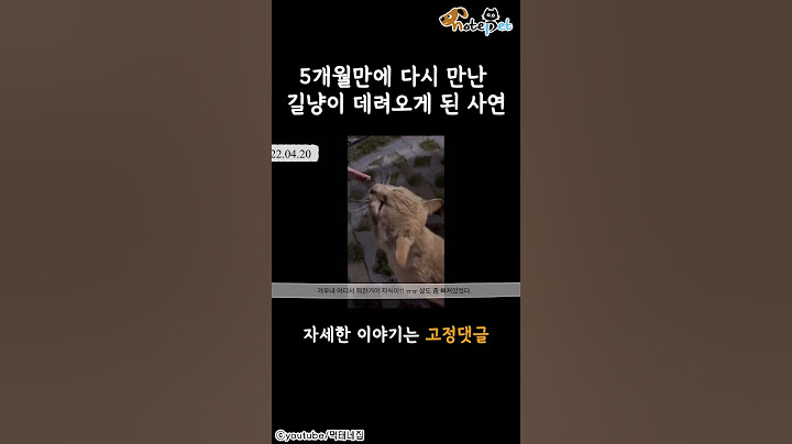 5개월 만에 다시 만난 길고양이를 입양할 수 밖에 없었던 집사