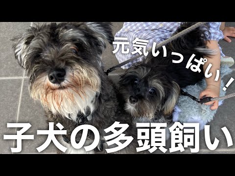 【多頭飼い】子犬2匹との生活　ミニチュアシュナウザー　マルポメ