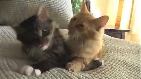 Watch the video about Cute Siberian kittens