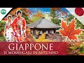 GIAPPONE in AUTUNNO - Arigatiozzo "MOMIJIGARI" Edition