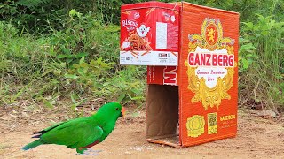 New To You ! Creative Unique Parrot Trap Using Cardboard Box And Cans - Method Trap Bird Easy