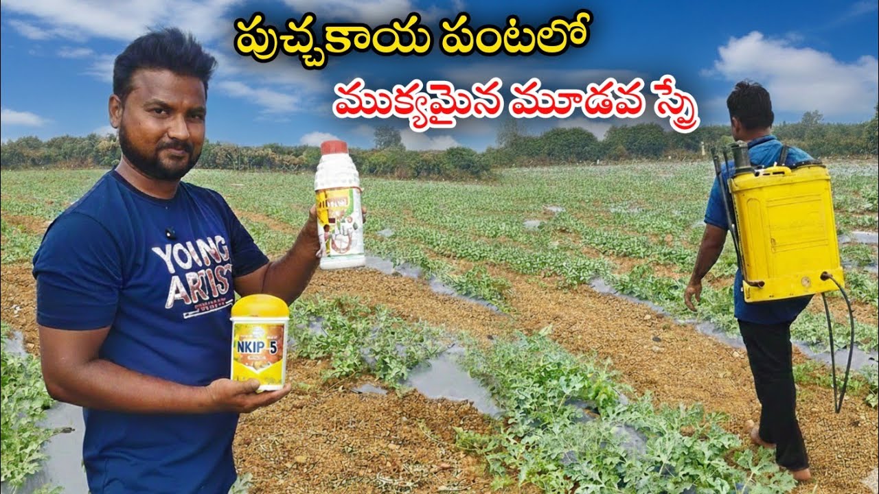 ముక్యమైన మూడవ స్ప్రే పుచ్చకాయ పంటలో పూత పిందె దశలో పంచముఖిFlowering spray on watermelon||AGRI GURU||
