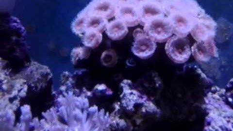 DIY aquariums: Amazing acan polyp extension