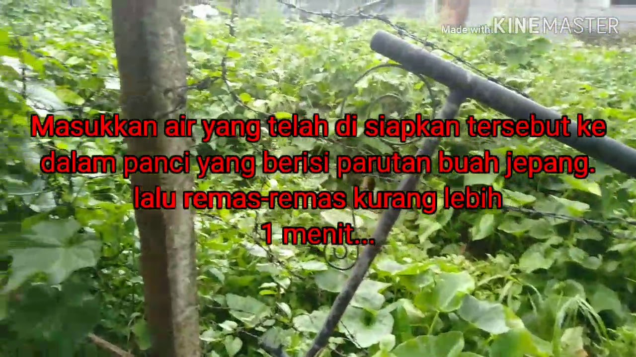 Manfaat labu siam