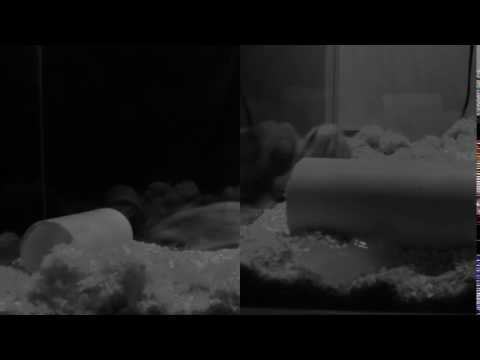 Northern grasshopper mouse (Onychomys leucogaster) call- 2 angles, 2 speeds