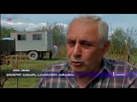 გრიგოლ ვაშაძის საარჩევნო კამპანია